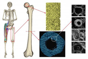 MSVTK - Example of multiscale musculo-skeletal data from the LHDL EC-funded project